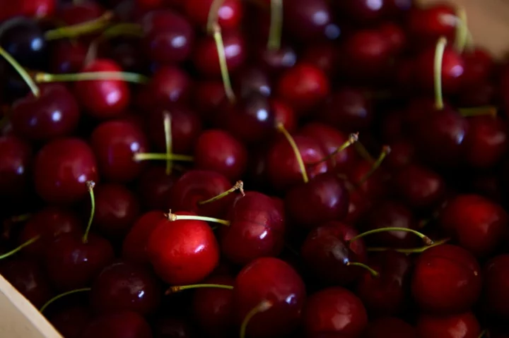 Furious French cherry farmers protest over insecticide ban