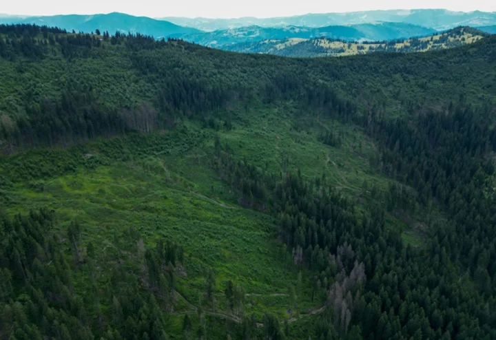 The fight to save 'sacred' Carpathian forests from loggers