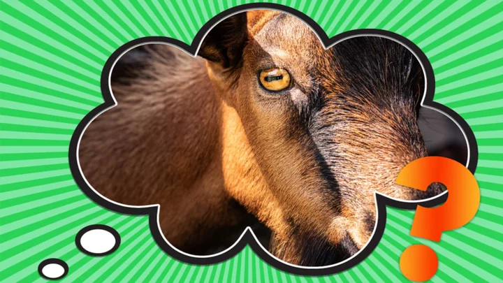Why Do Goats Have Such Weird Eyes?