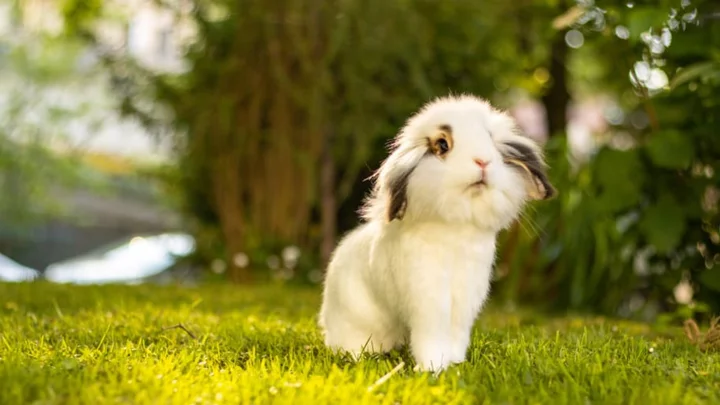A Florida Suburb Is Being Overrun by Lionhead Bunnies