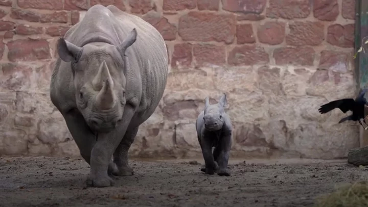 Birth of endangered rhino calf caught on camera at Chester Zoo