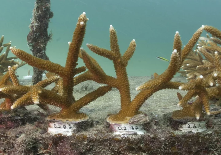 Sea temperatures lead to unprecedented, dangerous bleaching of Florida's coral reef, experts say