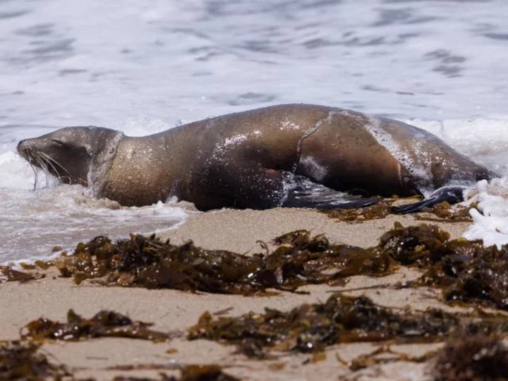 Los Angeles officials urge beachgoers to stay away from poisoned sea lions amid Fourth of July celebrations