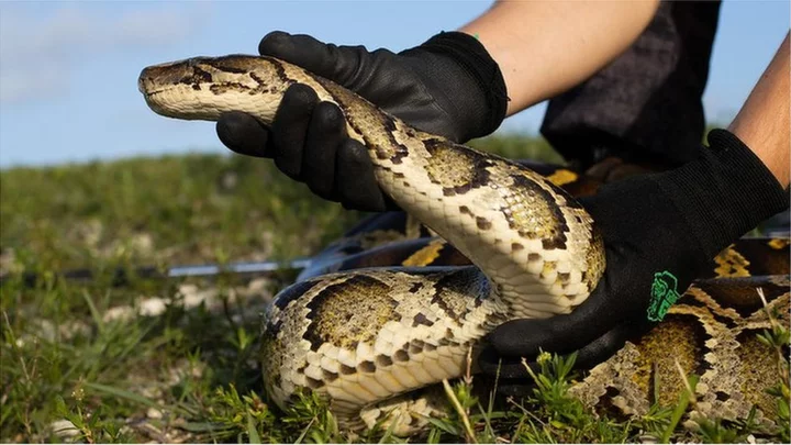 US snake hunters fight pythons big enough to devour gators
