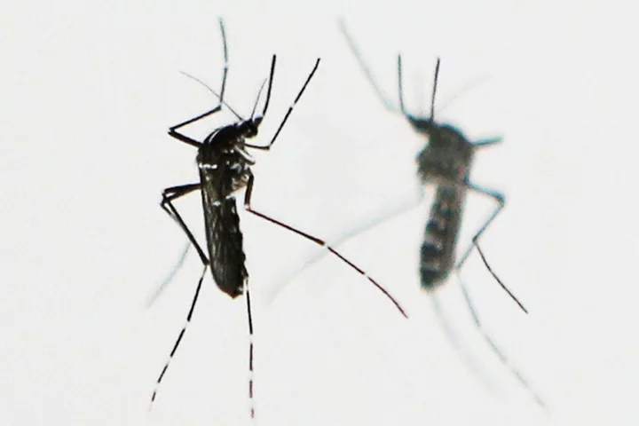 Paris fumigates for tiger mosquitoes as pest spreads in Europe