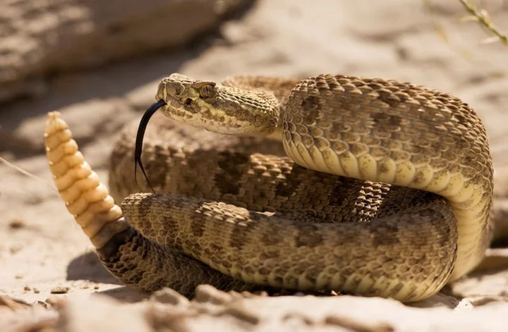 Misunderstood rattlesnakes have a tender side, study finds