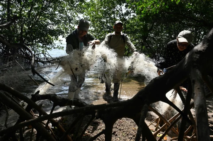 Discarded plastic blights Honduran mangrove island