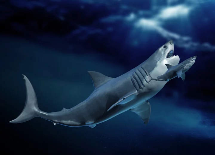 There's a fascinating new clue to the giant megalodon's extinction