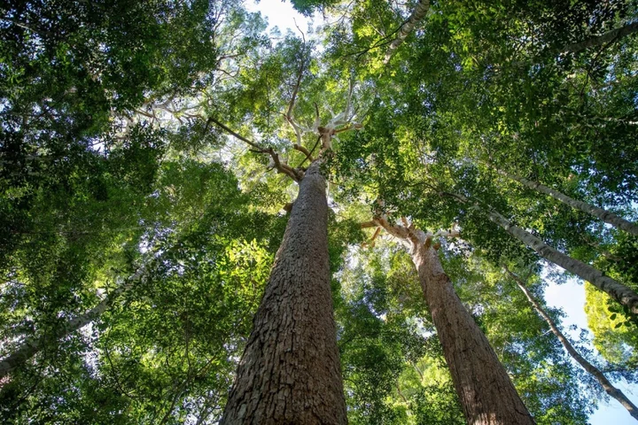 For the trees: A quest to protect Australia’s forests