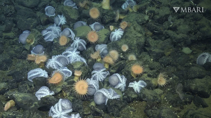 10,000 feet down, scientists find 'enormous' octopus colony