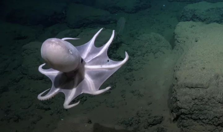 Scientists find stunning new octopus world in the deep sea