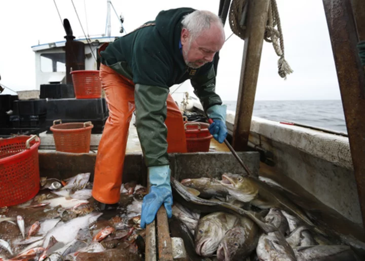 Goodbye, fish and chips? New England haddock imperiled by overfishing