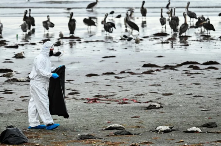 Chile says recent mass seabird death not due to avian flu
