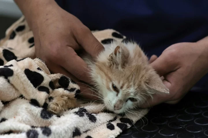 Viral disease killing felines on 'cat island' Cyprus