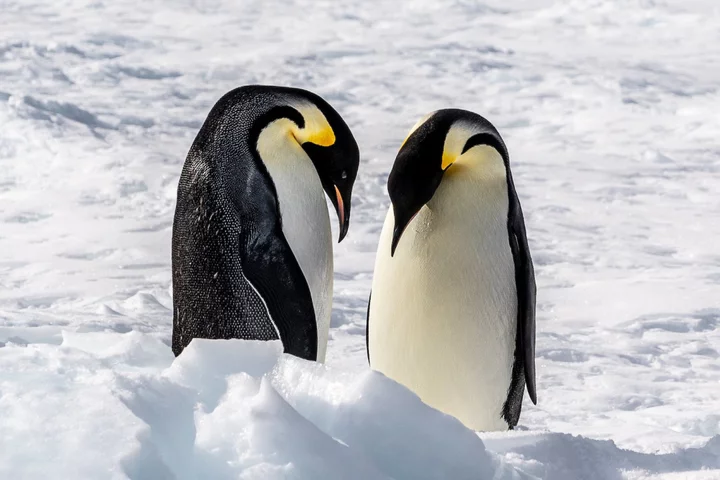 Dramatic images show why emperor penguins were hit with catastrophe