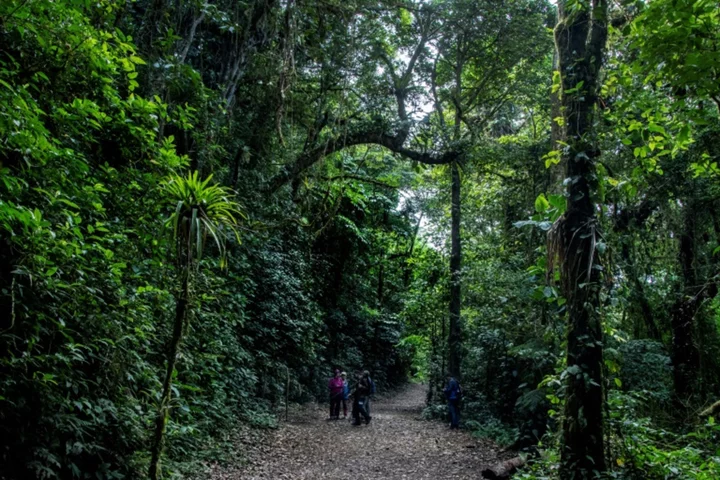 In Costa Rica, climate change threatens 'cloud forest'