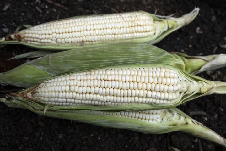 Canada Joins US Trade Complaint Against Mexico’s GMO Corn Ban