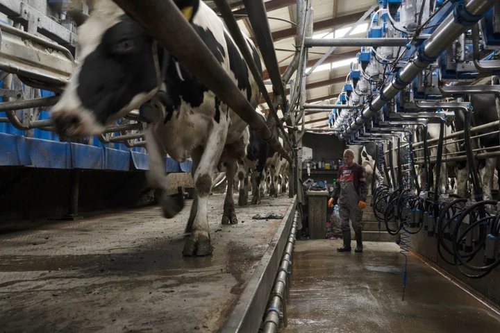 Why Won’t Companies Use This Quick Fix to Reduce Cow Methane Emissions?