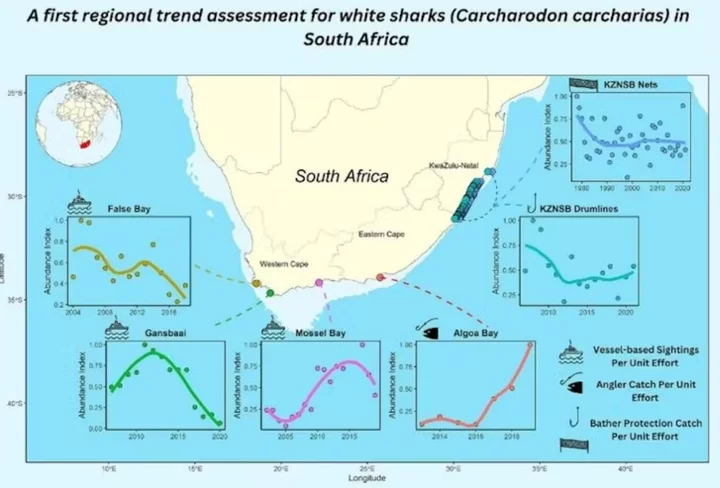 South Africa Told to Boost Beach Safety As Great White Sharks Move East