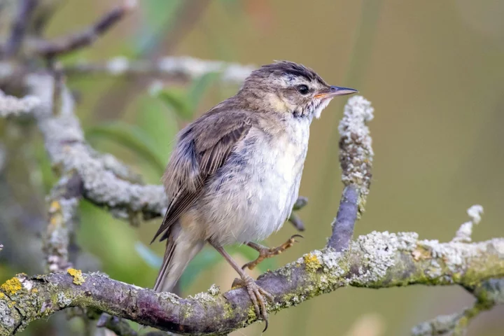 Areas with lower bird diversity ‘have more mental health hospital admissions’