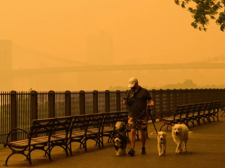 How to protect pets from wildfire smoke amid air quality alert