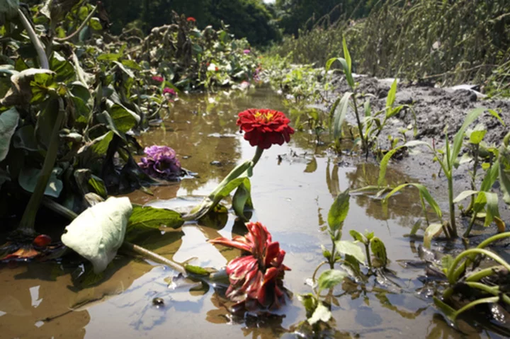 Where flooding has become more frequent, here's how gardeners can respond