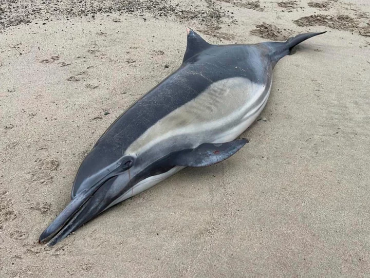 Toxic algae is killing hundreds of dolphins and sea lions washing up on California beaches