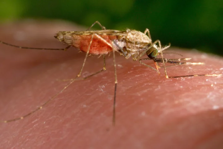 Malaria cases in Texas and Florida are the first US spread since 2003, CDC says