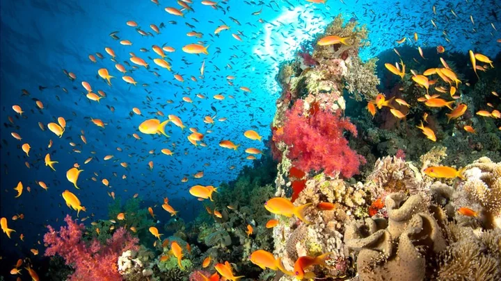 Mystery sea urchin deaths threaten Red Sea coral reefs