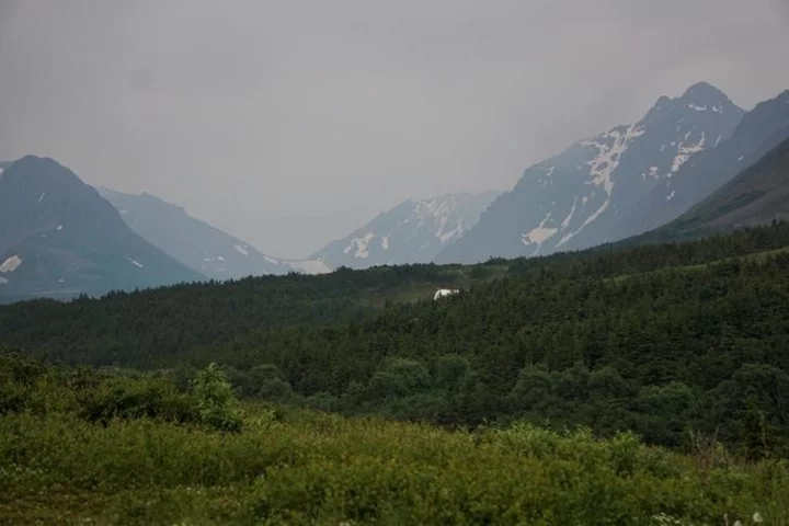 Alaska sues US government to contest Tongass forest protections