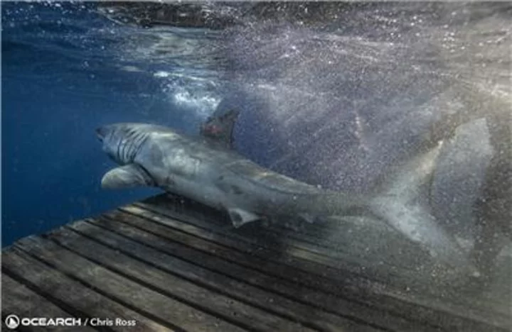 OCEARCH® Tags, Names White Shark in Honor of Relationship with Yamaha Rightwaters™