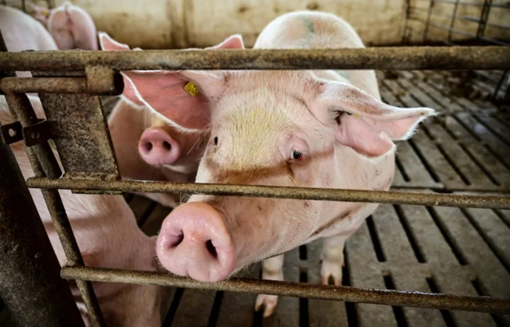 Scientists grow human-like kidneys in pigs
