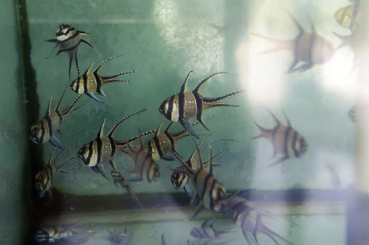 US looks to ban imports, exports of a tropical fish threatened by aquarium trade