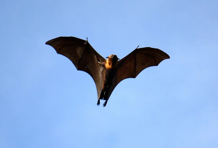 Could bats hold the secret to beating Covid and cancer?