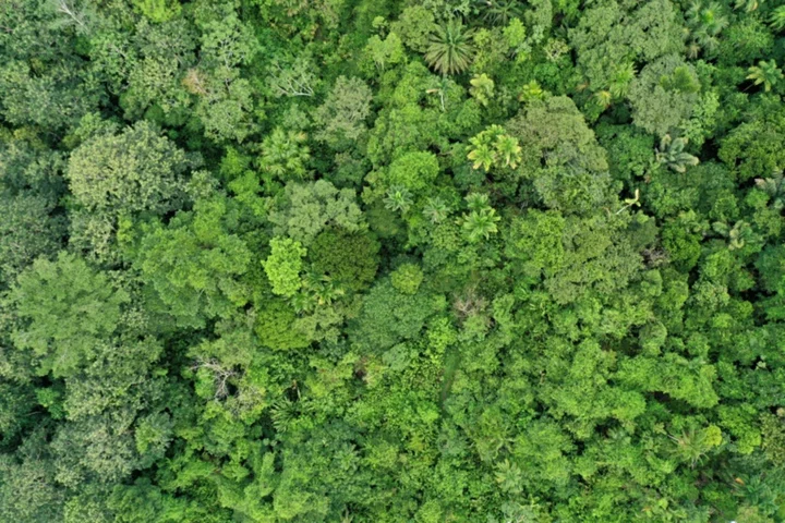 Tropical forests nearing critical temperatures thresholds