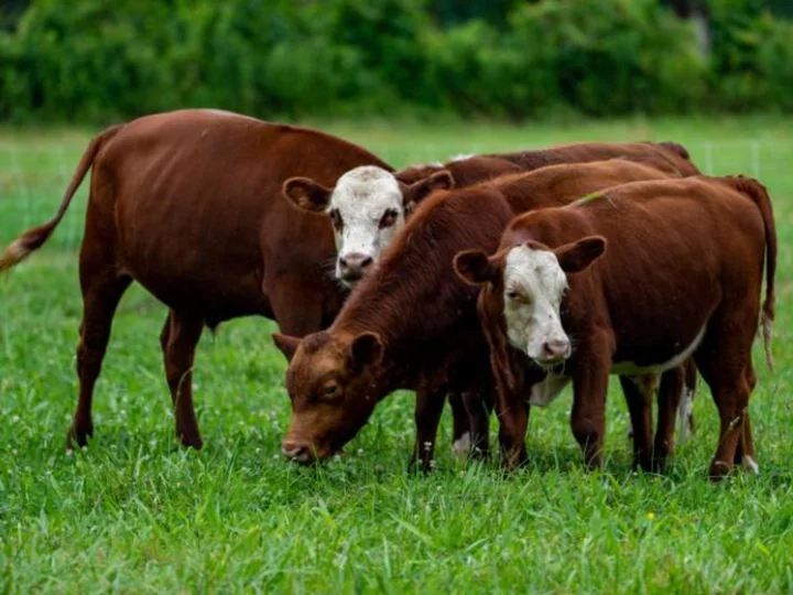 Hamburgers and steaks are a big climate problem. Could new grazing practices be the answer?