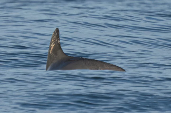 Against all odds, Mexico's endangered vaquita porpoise is hanging on in Gulf of California