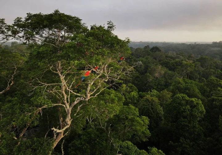 Amazon nations to set up rainforest science panel - Brazilian minister