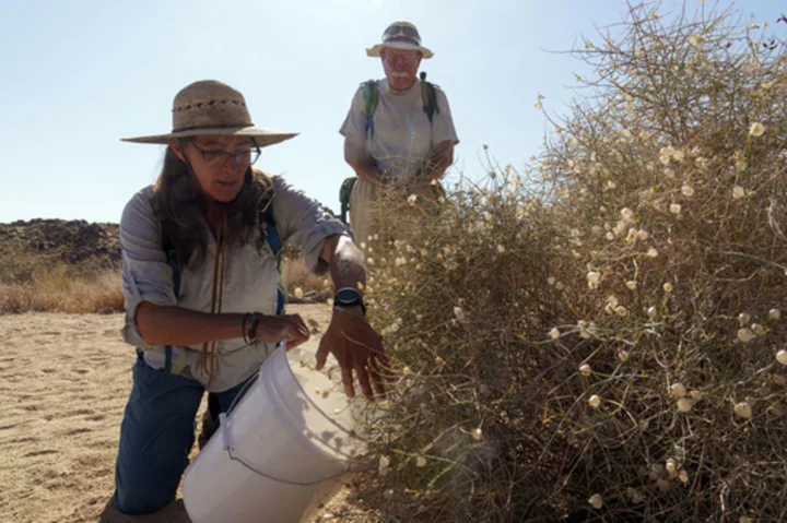 California's big bloom aids seed collectors as climate change and wildfires threaten desert species
