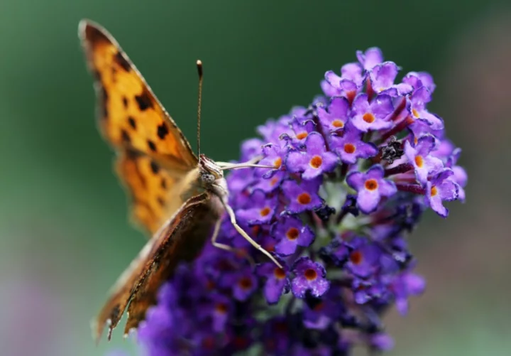 Wildlife lovers urged to join UK's annual butterfly count