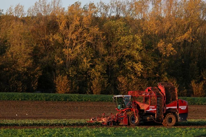 French sugar beet pesticide alternative could be five years away