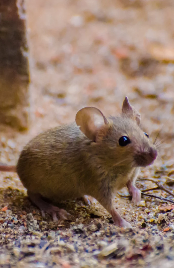 Researchers test 'anti-obesity treatment' on mice