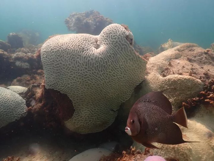 Florida ocean temps surge to 100 degrees as mass coral bleaching event is found in some reefs