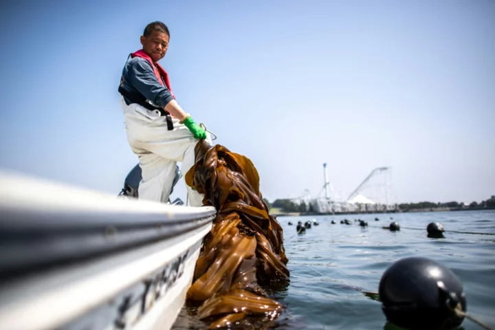 From soup stock to supercrop: Japan shows off its seaweed savvy