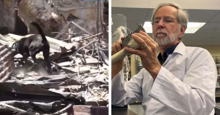 Who is Dr Robert Mann? Forensic expert who analyzed remains of 9/11 victims will help identify people killed by Maui wildfires