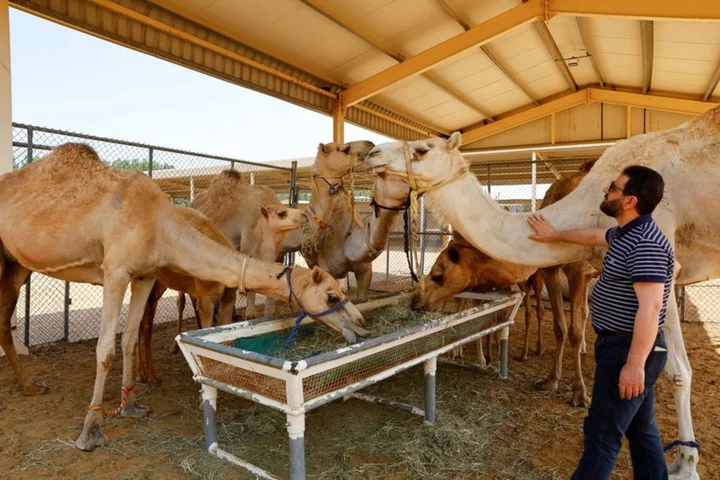 Dubai camel cloning caters to races, beauty pageants