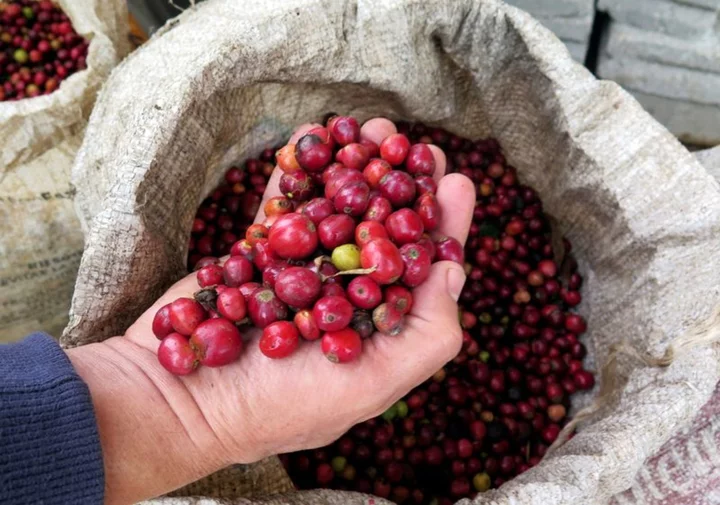 Nestle trials giving cash to coffee farmers who grow beans sustainably