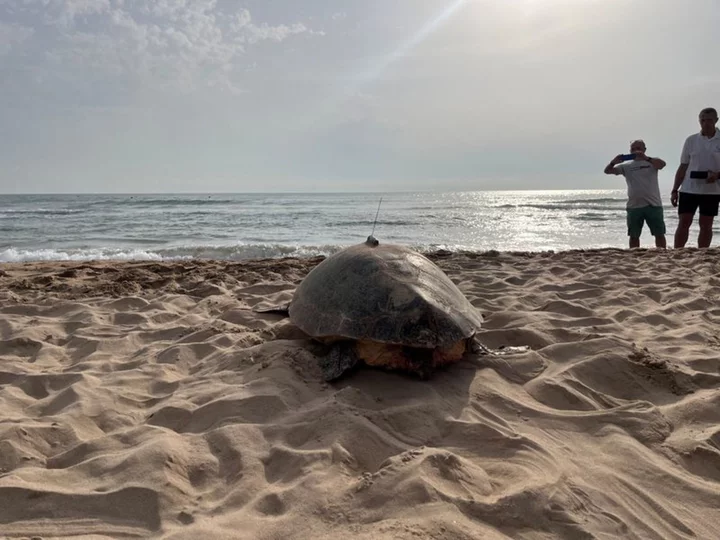 Two sea turtles nest on Spain's Mediterranean coast as waters warm