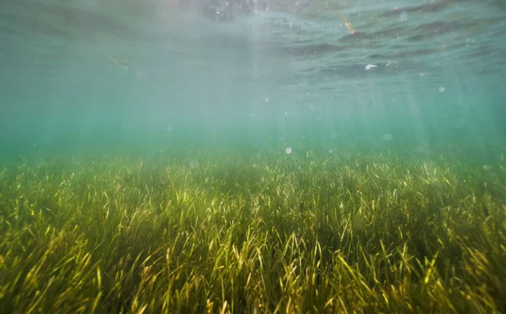 In Baltic Sea, citizen divers restore seagrass to fight climate change
