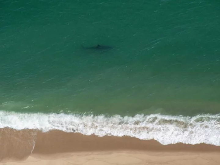 Americans are spotting more sharks in the water. Here's why that's a good thing